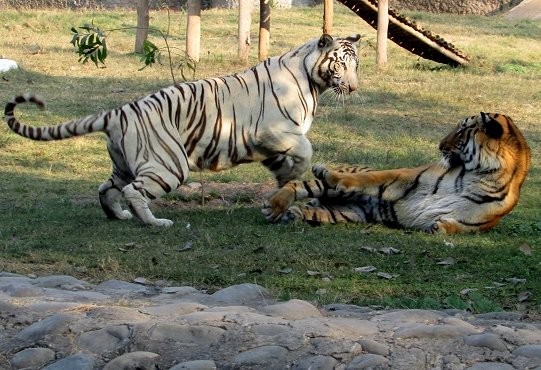 kiu-general-news-uganda-wildlife-education-center-gets-tigers